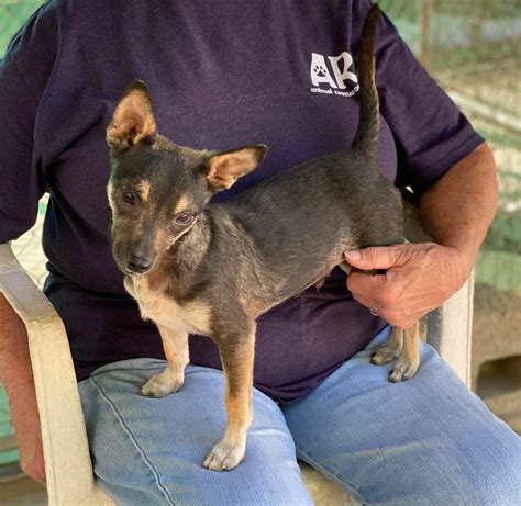 Animal rescue of fresno - Animal Rescue of Fresno · January 22, 2017 · January 22, 2017 ·